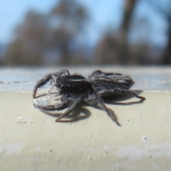 Ocrisiona leucocomis at Molonglo Valley, ACT - 10 Nov 2022