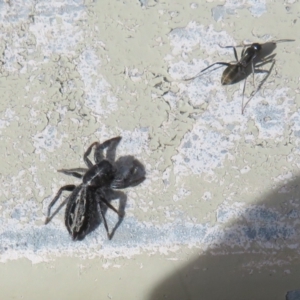 Ocrisiona leucocomis at Molonglo Valley, ACT - 10 Nov 2022