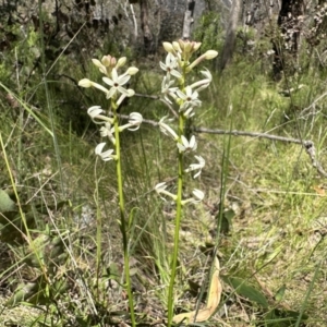 Stackhousia monogyna at Paddys River, ACT - 10 Nov 2022 01:30 PM