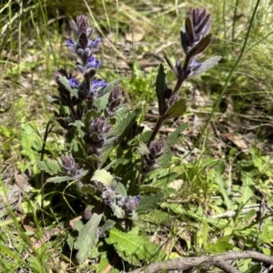 Ajuga australis at Paddys River, ACT - 10 Nov 2022