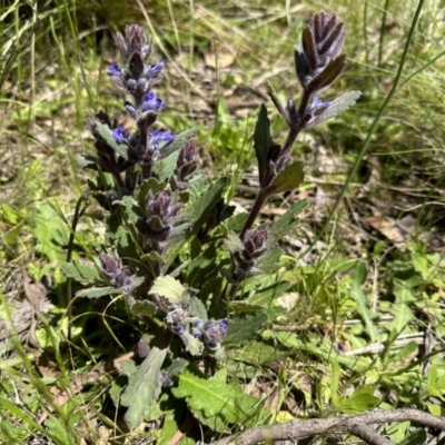 Ajuga australis (Austral Bugle) at Paddys River, ACT - 10 Nov 2022 by Pirom