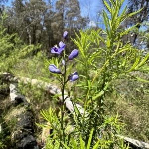 Comesperma volubile at Paddys River, ACT - 10 Nov 2022