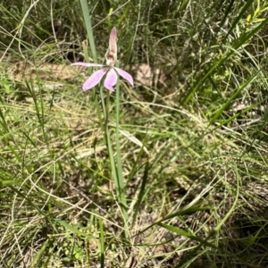 Caladenia carnea at Paddys River, ACT - suppressed