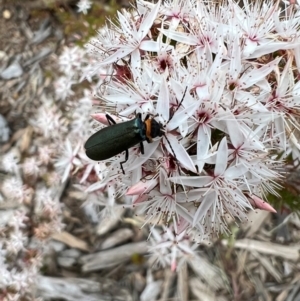 Chauliognathus lugubris at Molonglo Valley, ACT - 5 Nov 2022 02:46 PM