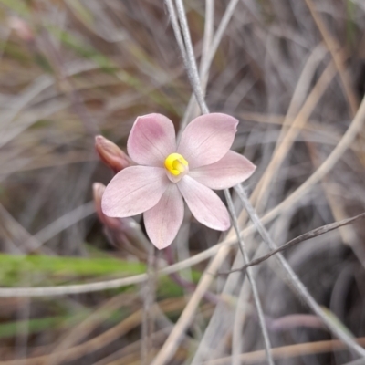 Thelymitra carnea (Tiny Sun Orchid) at Bruce, ACT - 7 Nov 2022 by Jo