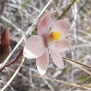 Thelymitra carnea at Bruce, ACT - suppressed