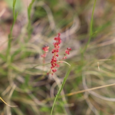 Rumex acetosella (Sheep Sorrel) at Namadgi National Park - 24 Jan 2022 by JimL