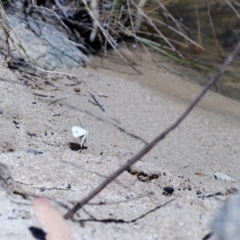 Pieris rapae (Cabbage White) at Paddys River, ACT - 5 Jan 2021 by JimL