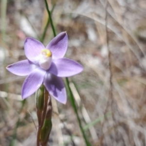 Thelymitra pauciflora at Bruce, ACT - suppressed