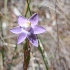 Thelymitra pauciflora at Bruce, ACT - suppressed