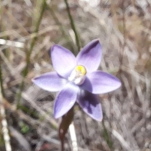 Thelymitra pauciflora at Bruce, ACT - suppressed