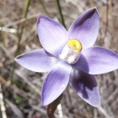 Thelymitra pauciflora at Bruce, ACT - suppressed