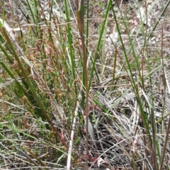 Thelymitra pauciflora at Bruce, ACT - suppressed