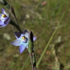 Thelymitra sp. (pauciflora complex) (Sun Orchid) at Mount Taylor - 11 Nov 2022 by BarrieR