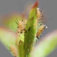 Macrosiphum rosae (Rose aphid) at Wodonga, VIC - 13 Nov 2022 by KylieWaldon