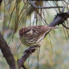 Pyrrholaemus sagittatus (Speckled Warbler) at Kambah, ACT - 13 Nov 2022 by MatthewFrawley