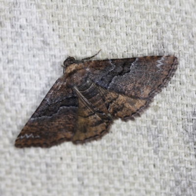 Aporoctena undescribed species (A Geometrid moth) at O'Connor, ACT - 6 Nov 2022 by ibaird