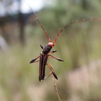 Amphirhoe sloanei (Longicorn or Longhorn beetle) at Cook, ACT - 9 Nov 2022 by CathB