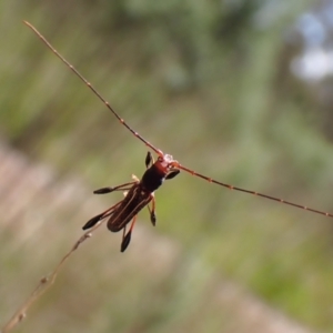 Amphirhoe sloanei at Cook, ACT - 9 Nov 2022