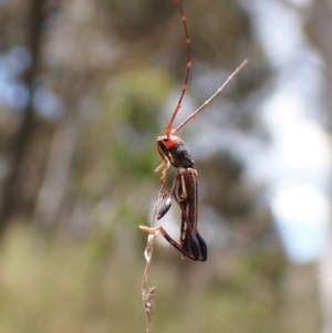 Amphirhoe sloanei at Cook, ACT - 9 Nov 2022