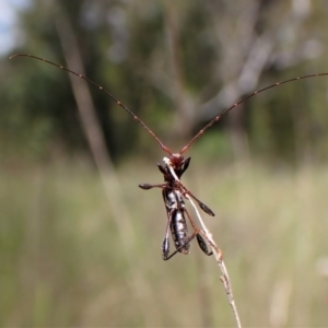 Amphirhoe sloanei at Cook, ACT - 9 Nov 2022