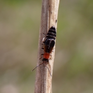 Carphurus sp. (genus) at Cook, ACT - 9 Nov 2022 01:57 PM