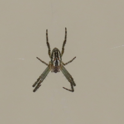 Plebs bradleyi (Enamelled spider) at Macarthur, ACT - 13 Nov 2022 by RodDeb