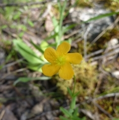 Hypericum gramineum (Small St Johns Wort) at Burrinjuck, NSW - 12 Nov 2022 by sduus