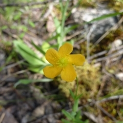 Hypericum gramineum (Small St Johns Wort) at Burrinjuck, NSW - 11 Nov 2022 by Sonya_Duus