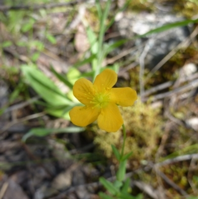 Hypericum gramineum (Small St Johns Wort) at Burrinjuck, NSW - 12 Nov 2022 by sduus