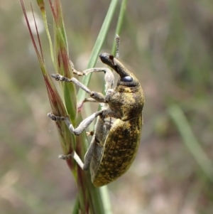 Larinus latus at Cook, ACT - 9 Nov 2022