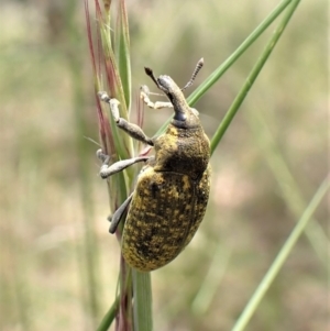 Larinus latus at Cook, ACT - 9 Nov 2022