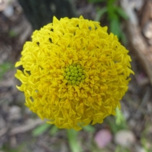 Ammobium craspedioides at Burrinjuck, NSW - 12 Nov 2022 10:31 AM