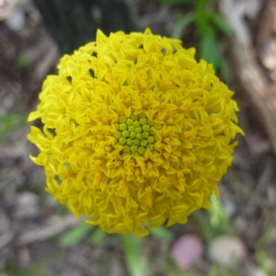 Ammobium craspedioides (Yass Daisy) at Burrinjuck, NSW - 12 Nov 2022 by sduus