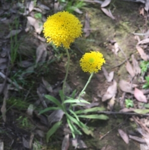 Ammobium craspedioides at Burrinjuck, NSW - 12 Nov 2022