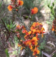 Dillwynia sericea (Egg And Bacon Peas) at Burrinjuck, NSW - 12 Nov 2022 by Sonya_Duus