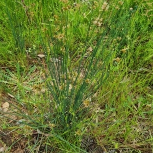 Juncus subsecundus at Bungendore, NSW - 13 Nov 2022 03:45 PM