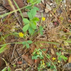 Trifolium dubium (Yellow Suckling Clover) at Bungendore, NSW - 13 Nov 2022 by clarehoneydove