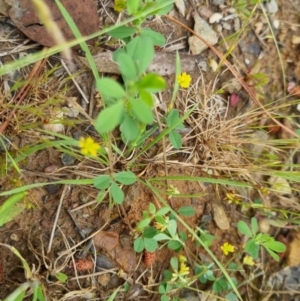 Trifolium dubium at Bungendore, NSW - 13 Nov 2022