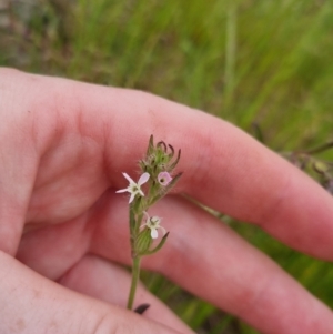 Silene gallica var. gallica at Bungendore, NSW - 13 Nov 2022