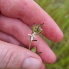 Silene gallica var. gallica at Bungendore, NSW - 13 Nov 2022