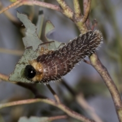 Perginae sp. (subfamily) (Unidentified pergine sawfly) at Australian National University - 12 Nov 2022 by AlisonMilton