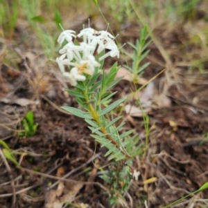 Pimelea linifolia subsp. caesia at Bungendore, NSW - 13 Nov 2022