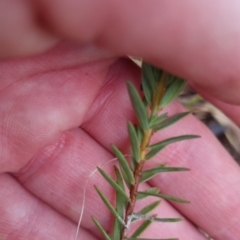 Pimelea linifolia subsp. caesia at Bungendore, NSW - 13 Nov 2022