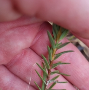 Pimelea linifolia subsp. caesia at Bungendore, NSW - 13 Nov 2022