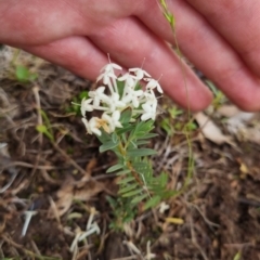 Pimelea linifolia subsp. caesia at Bungendore, NSW - 13 Nov 2022