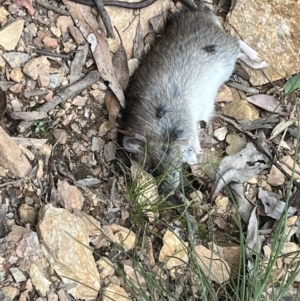 Rattus rattus at Cotter River, ACT - 12 Nov 2022