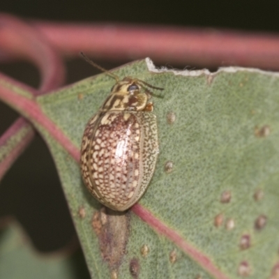 Paropsisterna decolorata (A Eucalyptus leaf beetle) at Acton, ACT - 12 Nov 2022 by AlisonMilton