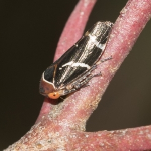 Eurymeloides bicincta at Acton, ACT - 12 Nov 2022