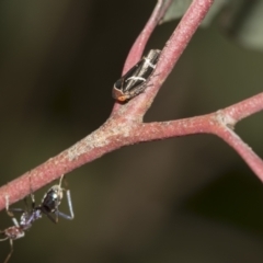 Eurymeloides bicincta at Acton, ACT - 12 Nov 2022